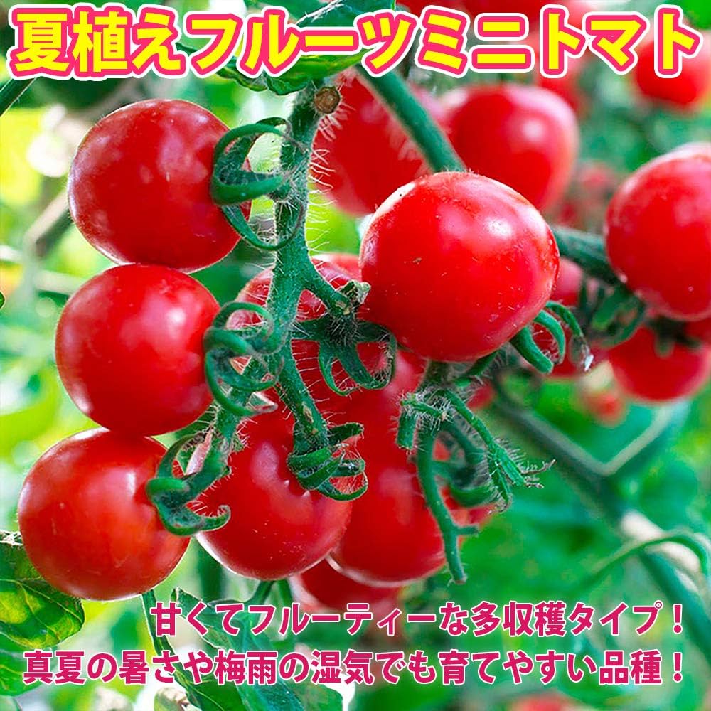 Amazon.co.jp: ITANSE 夏植え!トマト苗 3品種セット 野菜苗 9cm